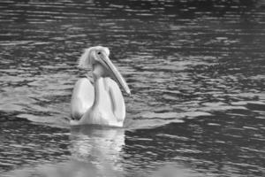 Closeup view of a White Pelican swimming on a lake on a summer day photo