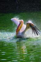 Vertical view of great white pelican swimming, bathing in a zoo photo