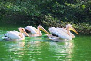 Flock of great white pelican swimming, bathing in a zoo photo