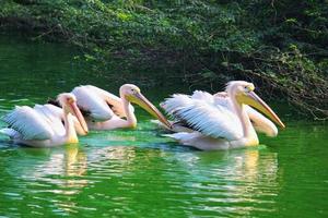 Flock of great white pelican swimming, bathing in a zoo photo