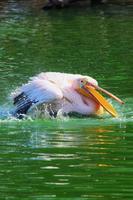 Vertical view of great white pelican swimming, bathing in a zoo photo