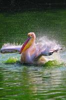 Vertical view of great white pelican swimming, bathing in a zoo photo