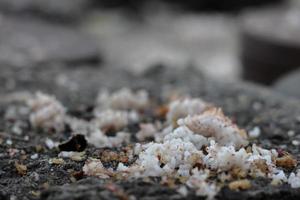 Bird food spread on the rock photo