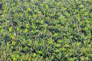 Field of crops photo