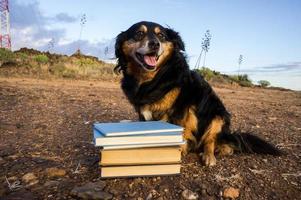 Dog with books photo