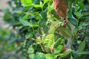 Ants making nest with green leaves. Weaver ant. Ants teamwork concept. photo