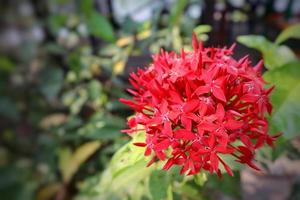 Red Ixora flower blooming in the garden with blurred background photo