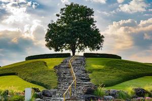 tu camino arriba a éxito, esperanza y creciente vida mismo el árbol.éxito y esperanza concepto. foto