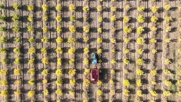 Aerial view a tractor is driving through thousands of pomegranate trees video