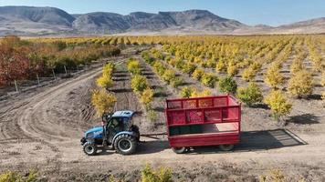 Aerial view a tractor is driving through thousands of pomegranate trees video