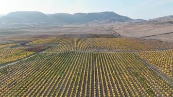 uma romã Pomar com milhares do romã árvores plantado video