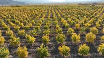 uma romã Pomar com milhares do romã árvores plantado video