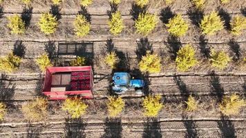 Aerial view a tractor is driving through thousands of pomegranate trees video