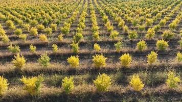 uma romã Pomar com milhares do romã árvores plantado video