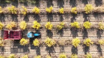 aérien vue une tracteur est conduite par milliers de Grenade des arbres