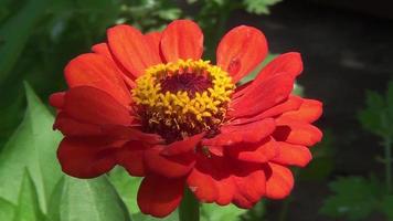 Close-up shot of a red zinnia flower video