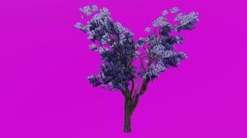 Tree flower animation loop - jacaranda tree - nupur - fern tree - jacaranda mimosifolia - green screen chroma key - blue - 1c video