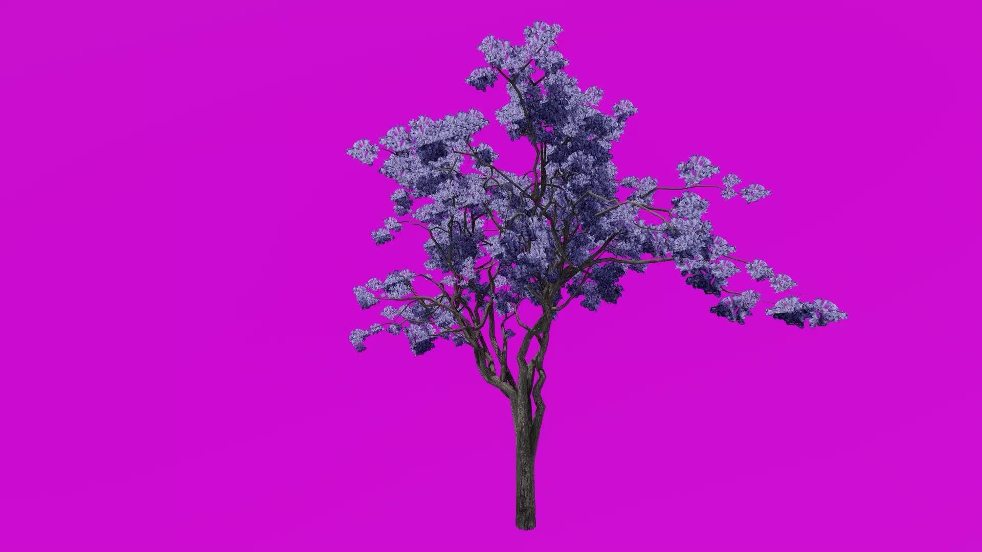 Tree flower animation loop jacaranda tree nupur fern tree
