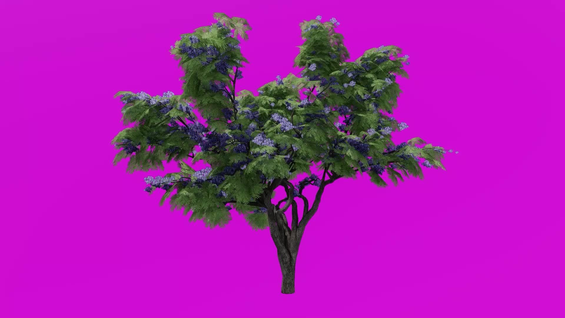 Tree flower animation loop jacaranda tree nupur fern tree