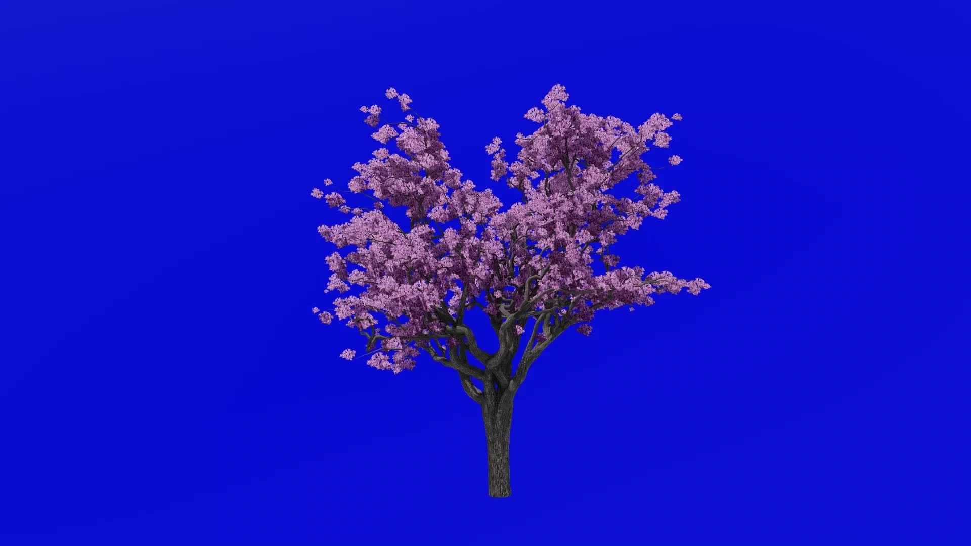 Tree flower animation loop jacaranda tree nupur fern tree