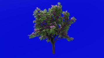 Tree flower animation loop - jacaranda tree - nupur - fern tree - jacaranda mimosifolia - green screen chroma key - pink leaf - 1d video