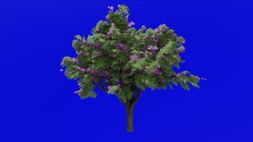 boom bloem animatie lus - jacaranda boom - nupur - varen boom - jacaranda mimosifolia - groen scherm chroma sleutel - roze blad - 1c video