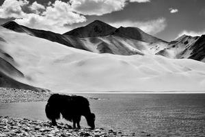 Alpine yaks drinking water in the Baisha Lake of Bulunkou Reservoir in southern Xinjiang photo