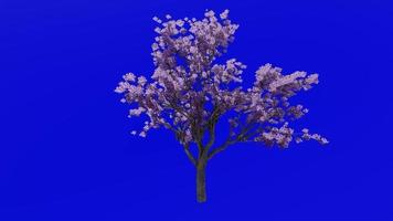 boom bloem animatie lus - jacaranda boom - nupur - varen boom - jacaranda mimosifolia - groen scherm chroma sleutel - Purper - 3a video