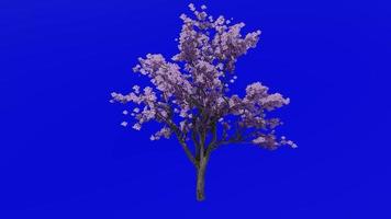 boom bloem animatie lus - jacaranda boom - nupur - varen boom - jacaranda mimosifolia - groen scherm chroma sleutel - Purper - 3c video