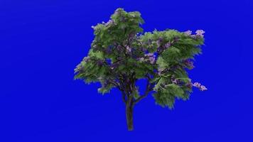 Tree flower animation loop - jacaranda tree - nupur - fern tree - jacaranda mimosifolia - green screen chroma key - purple leaf - 1a video