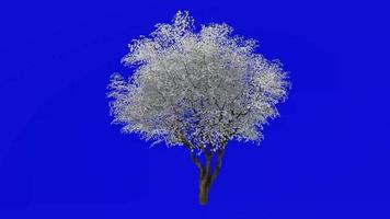 Tree flower animation loop - kobus magnolia, mokryeon - kobushi magnolia - green screen chroma key - medium - 1b video