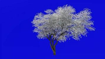 Tree flower animation loop - kobus magnolia, mokryeon - kobushi magnolia - green screen chroma key - medium - 1a video