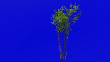 árvore animação ciclo - madeira de especiarias, especiaria, benjamin arbusto - lindera - verde tela croma chave - 2c - verão Primavera video