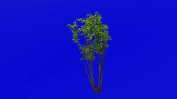 árvore animação ciclo - madeira de especiarias, especiaria, benjamin arbusto - lindera - verde tela croma chave - 3a - verão Primavera video