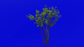 Tree animation loop - spicewood, spicebush, benjamin bush - lindera - green screen chroma key - 3b - summer spring video