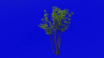 Tree animation loop - spicewood, spicebush, benjamin bush - lindera - green screen chroma key - 3c - summer spring video