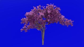 boom bloem animatie lus - trompet boom, redbud, Texas redbud, oostelijk redbud - ercis canadensis - groen scherm chroma sleutel - Purper - 1a video