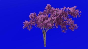 boom bloem animatie lus - trompet boom, redbud, Texas redbud, oostelijk redbud - ercis canadensis - groen scherm chroma sleutel - Purper - 1c video