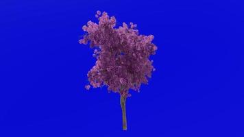 arbre fleur animation boucle - trompette arbre, bourgeon rouge, Texas bourgeon rouge, est redbud - ercis canadensis - vert écran chrominance clé - violet - 1b video