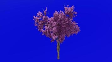 albero fiore animazione ciclo continuo - tromba albero, bocciolo rosso, Texas bocciolo rosso, orientale redbud - ercis canadensis - verde schermo croma chiave - viola - 2c video