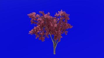 albero fiore animazione ciclo continuo - tromba albero, bocciolo rosso, Texas bocciolo rosso, orientale redbud - ercis canadensis - verde schermo croma chiave - rosso - 2b video