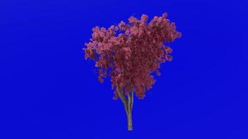 boom bloem animatie lus - trompet boom, redbud, Texas redbud, oostelijk redbud - ercis canadensis - groen scherm chroma sleutel - rood - 3d video