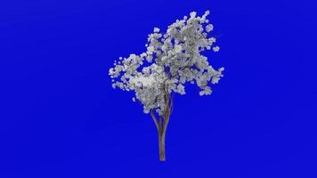 träd blomma animering slinga - trumpet träd, redbud, texas redbud, östra redbud - ercis canadensis - grön skärm krom nyckel - vit - 2a video