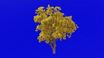 albero fiore animazione ciclo continuo - tromba albero, bocciolo rosso, Texas bocciolo rosso, orientale redbud - ercis canadensis - verde schermo croma chiave - giallo - 1c video