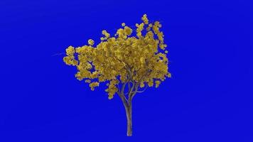 albero fiore animazione ciclo continuo - tromba albero, bocciolo rosso, Texas bocciolo rosso, orientale redbud - ercis canadensis - verde schermo croma chiave - giallo - 2b video