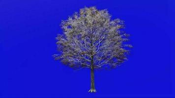 boom fruit animatie lus - eik boom, kalkoen eik, oostenrijks eik - quercus cerris - groen scherm chroma sleutel - groot 1a - winter sneeuw video