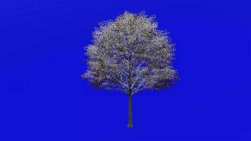 árvore fruta animação ciclo - carvalho árvore, Peru carvalho, austríaco carvalho - quercus cerris - verde tela croma chave - médio 1a - inverno neve video