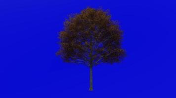 arbre fruit animation boucle - chêne arbre, dinde chêne, autrichien chêne - quercus cerise - vert écran chrominance clé - moyen 1a - l'automne tomber video