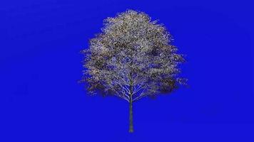 boom fruit animatie lus - eik boom, kalkoen eik, oostenrijks eik - quercus cerris - groen scherm chroma sleutel - klein 1a - winter sneeuw video