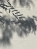 Leaves shadow background on concrete wall texture, leaves tree branches shade with sunlight photo